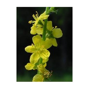 Agrimony