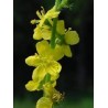 Agrimony 