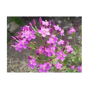 Centaury