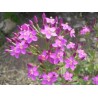 Centaury