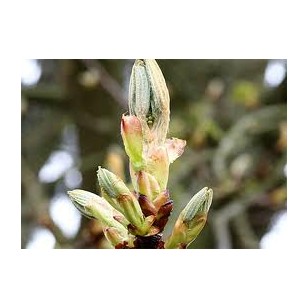 Chestnut Bud