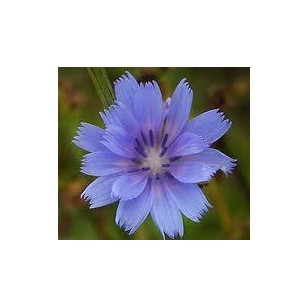 Chicory