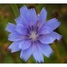 Chicory