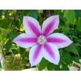 Clematis