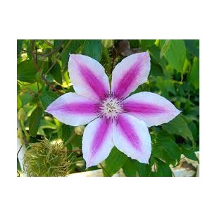 Clematis