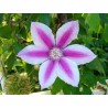 Clematis