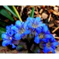 Gentian