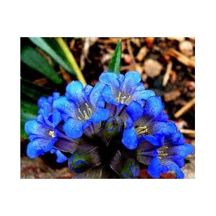 Gentian