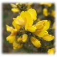 Gorse