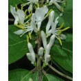 Honeysuckle