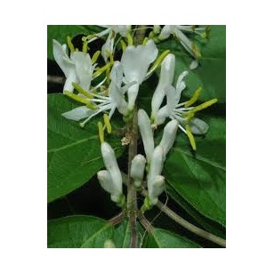 Honeysuckle