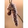 Hornbeam