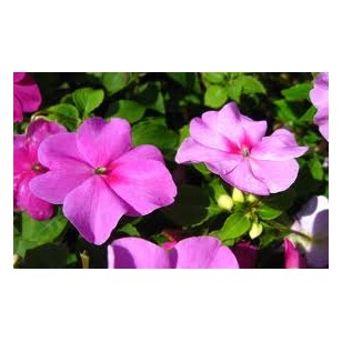 Impatiens