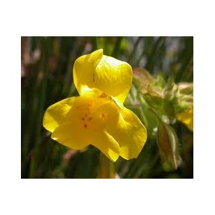 Mimulus