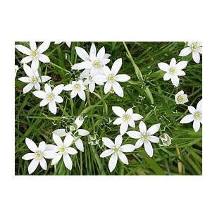 Star of Bethlehem