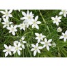 Star Of Bethlehem