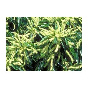 Sweet Chestnut