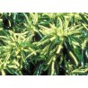 Sweet Chestnut