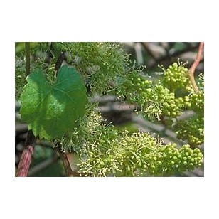 Vine