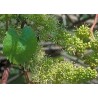 Vine