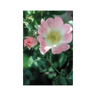 Wild Rose