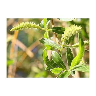 Willow
